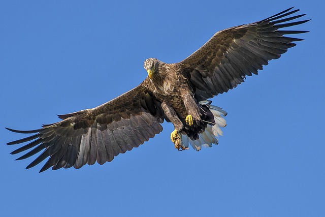 eagle bird bird of prey wings flight flying eagle flying feathers plumage ave avian ornithology bird watching nature ani