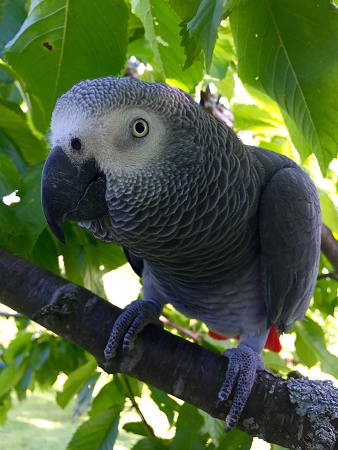 What the Data Doesn't Tell You — Flying Pets to Europe