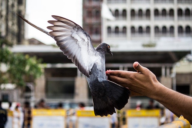 pigeon bird nature flying pet