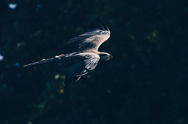 What Confirmations Hide — Flying Pets to Europe