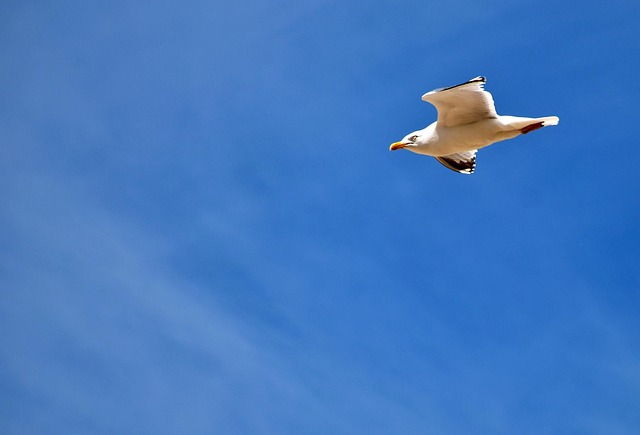 0 Round-Trip Gap — Flying with pets to Europe