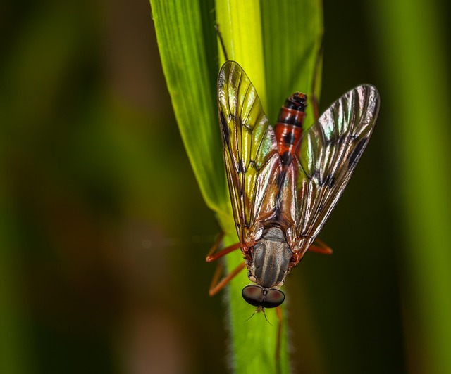 insect fly nature no one macro