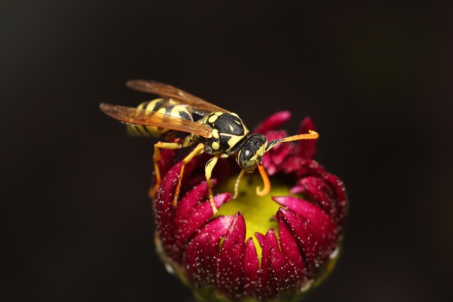 insect nature no one fly invertebrate wasp