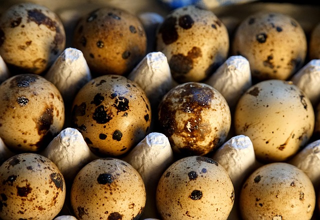 eggs food quail eggs protein hatch