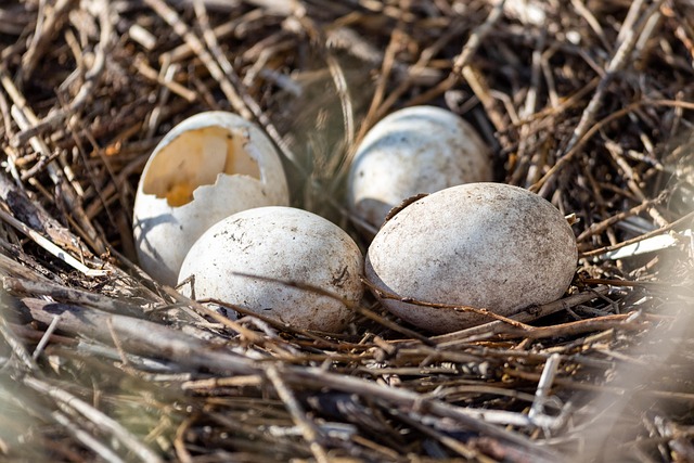 Key Factors to Consider — Hatch Rest+ 2nd Gen White Noise