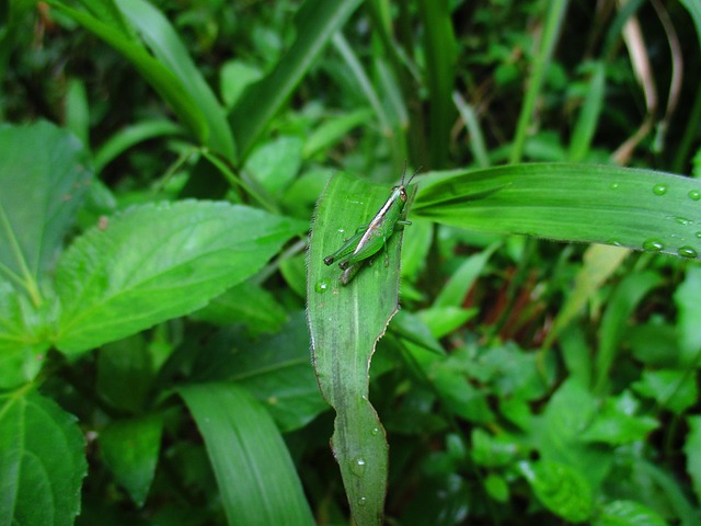 grass hopper green nature insect hopper