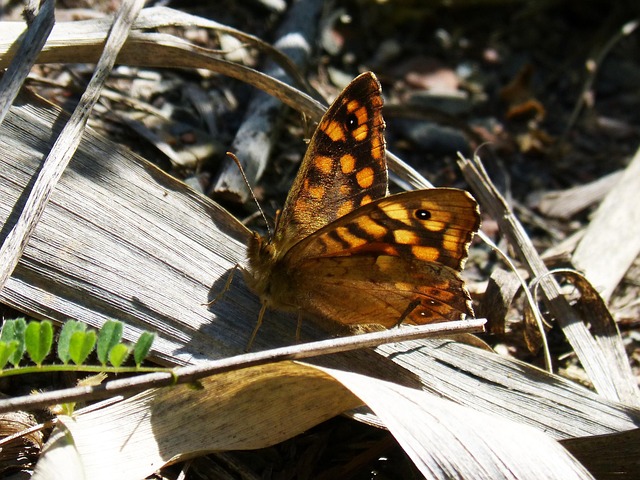 margenera hopper butterfly backlighting lasiommata megera fence hopper butterfly