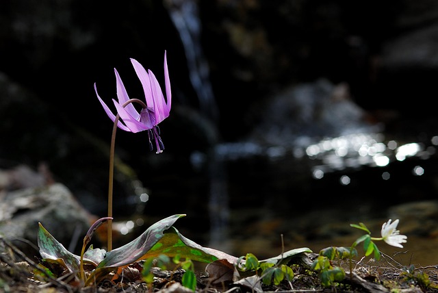 how do wildflower spring spring flowers nature