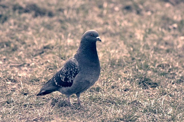 caught nature bird how they