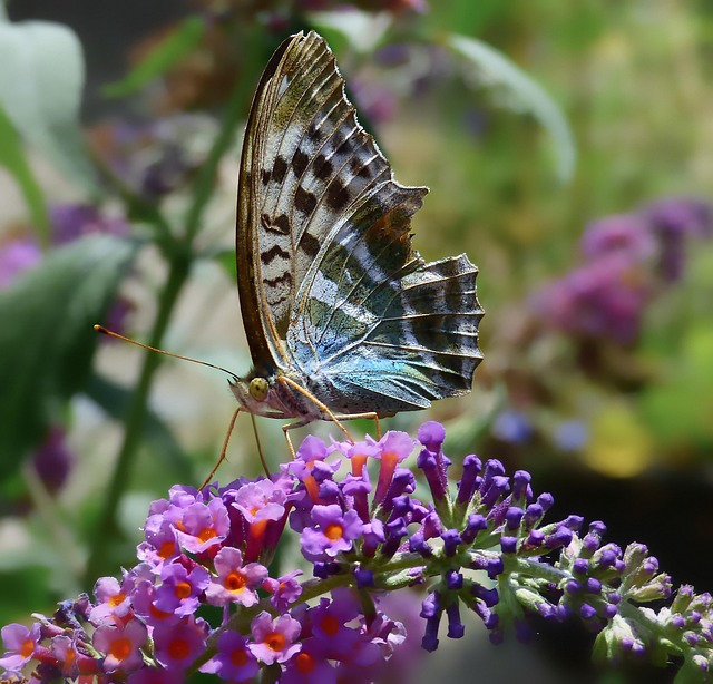 imperial coat insect butterfly nature