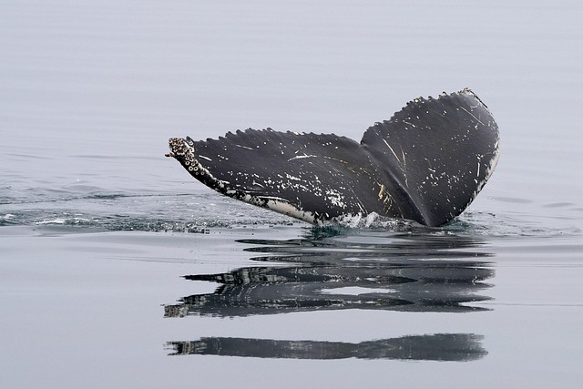 Insider Tactics — Juneau whale watching 2026