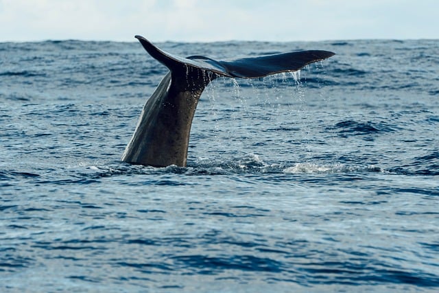 Key Factors to Consider — Juneau whale watching 2026