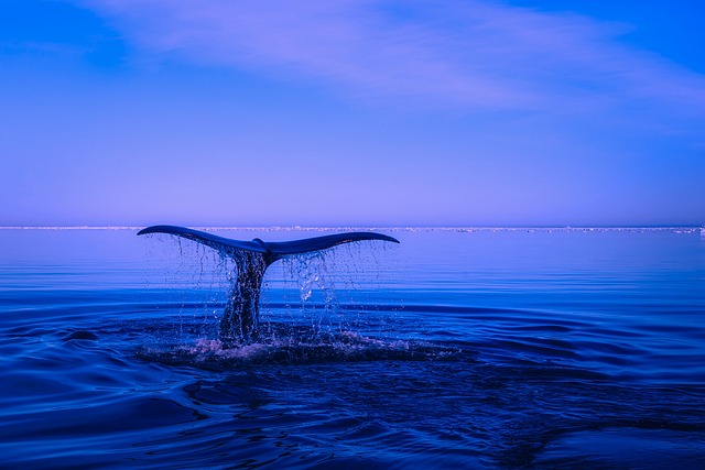 Common Mistakes — Juneau whale watching 2026