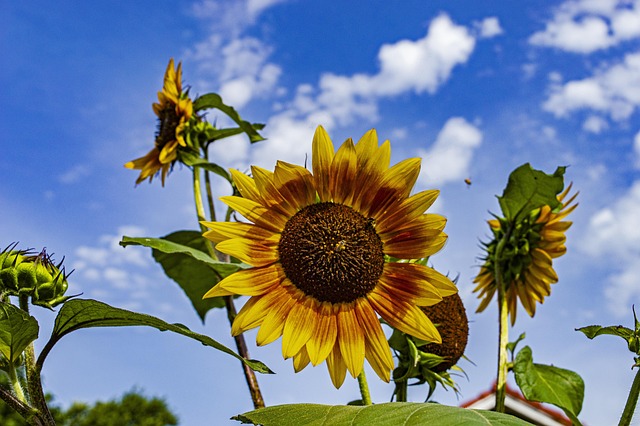 sunflowers sunflower flowers nature flora kansas flower background flower wallpaper kansas sunflowers kansas city kansas