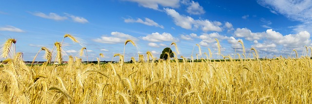 nature landscape field heaven wheat wheat field golden clouds summer banner flyer panorama wheat wheat wheat wheat field