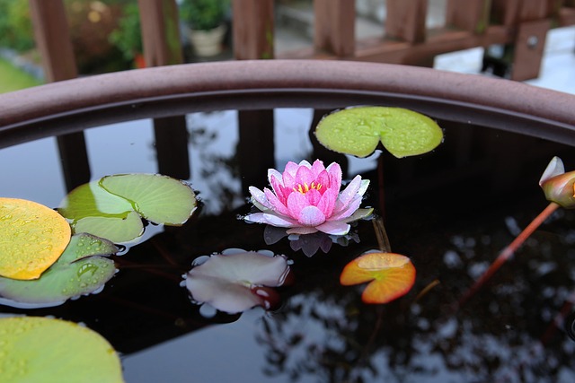 lotus water flyer republic of korea