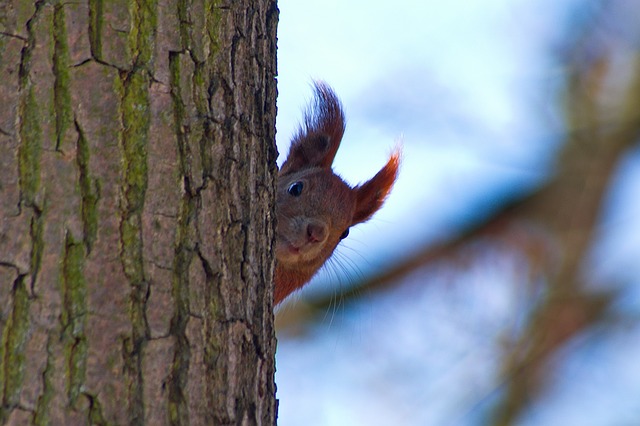 the squirrel nature ruda animals rodent ku ku