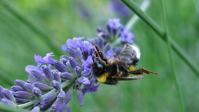 bumblebee last force lavender food plant