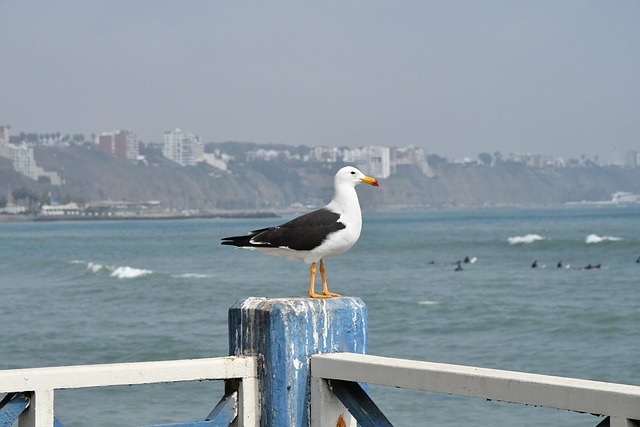 lima beach nature bird peru