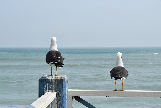 lima nature birds outlook distance wildlife