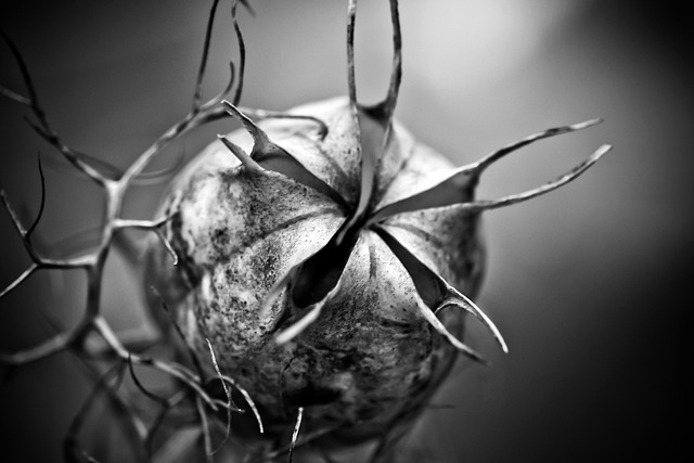 nigella seed pod garden plant buttercup virgin in the green macro diffusion mechanism capsule fruit seeds black cumin da