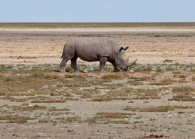 The evidence: what the available sources actually supports — Namibia Black Rhino Safari Costs