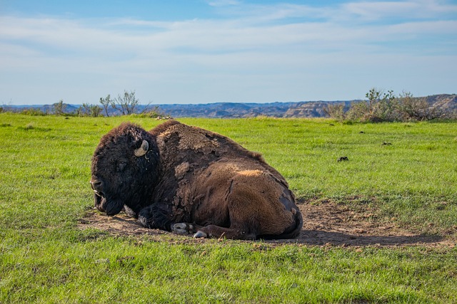 Insider Tactics — North Dakota Badlands 2026
