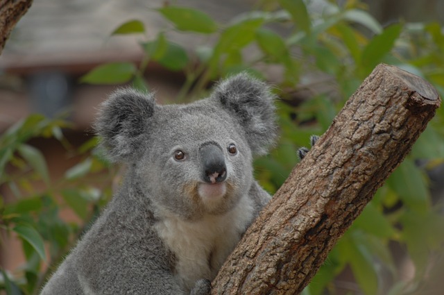 koala nature animal sydney australia oceania