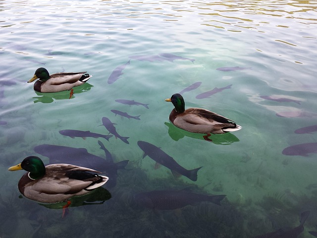 plitvice lake nature croatia lake