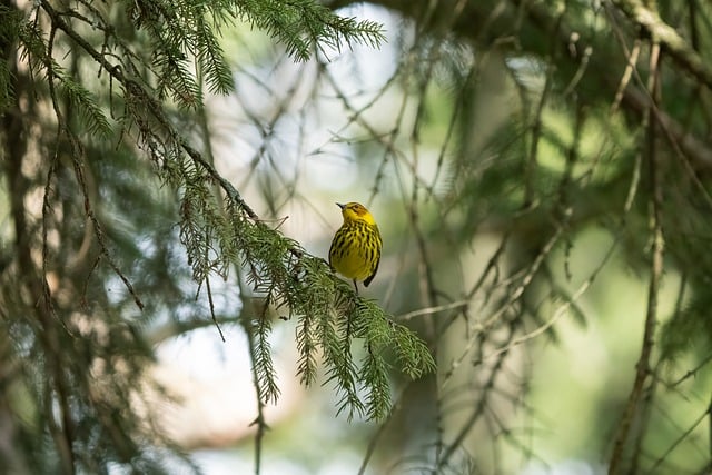 cape may warbler warbler wildlife bird nature ontario canada long point