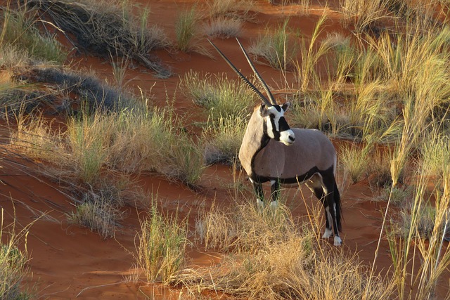 oryx animal africa namibia dune sand savannah nature antelope long horns qatar airways african herbs red savage oryx qat
