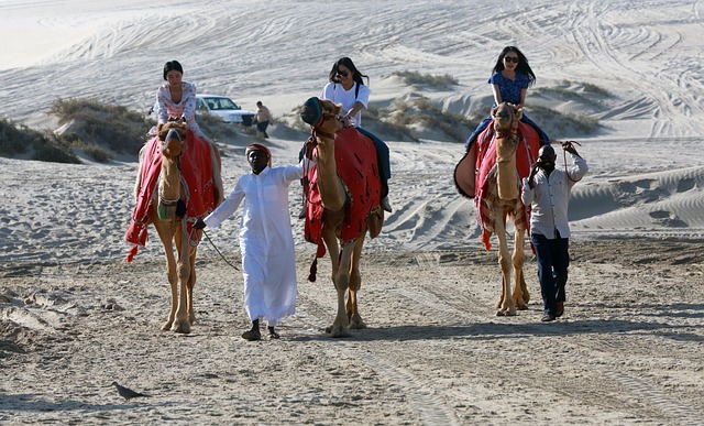 camels desert safari sealine qatar landscape tourism qatar desert riding nature qatar qatar qatar qatar qatar