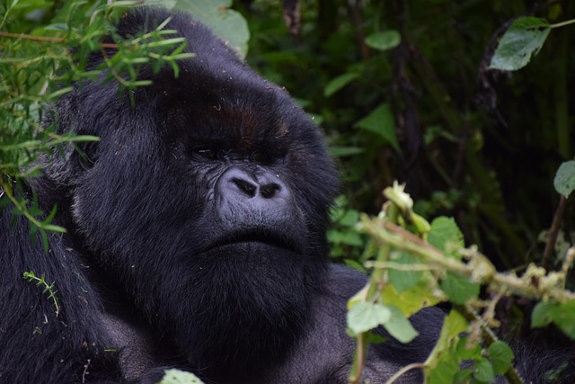 Common Mistakes — Rwanda gorilla permit price