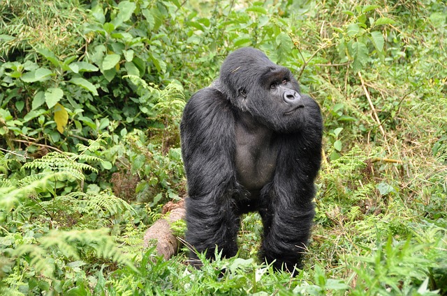 Common Mistakes — Rwanda Gorilla Permits 2026