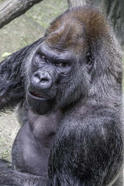 Common Mistakes — Rwanda gorilla trekking in 2026