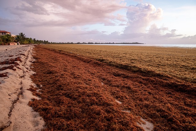 belize nature sargassum beach