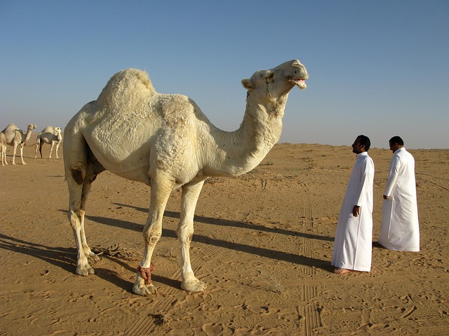 saudi arabia nature desert camel