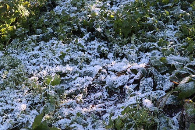 snow could weather landscape cold nature