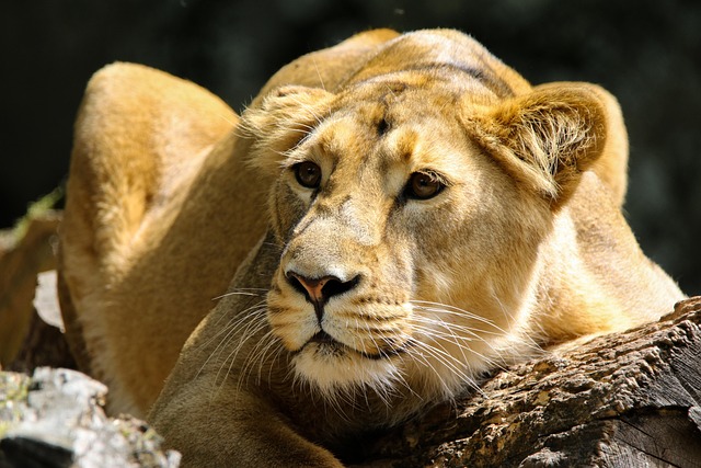 Booking Singita Sasakwa for July 20 — Serengeti Safari 2026