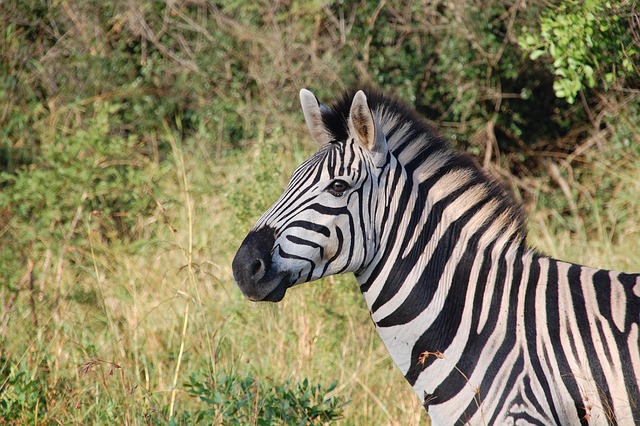 What the Data Doesn’t Tell You — Serengeti Safari 2026
