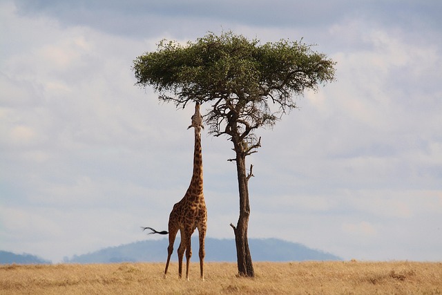 Evidence Trail — Serengeti Safari 2026