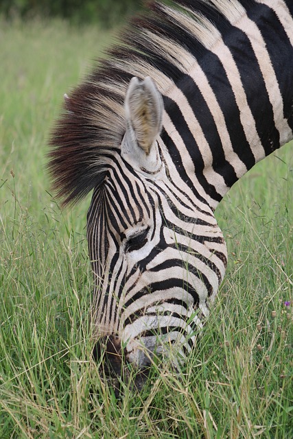 Decision Framework — Serengeti Safari 2026
