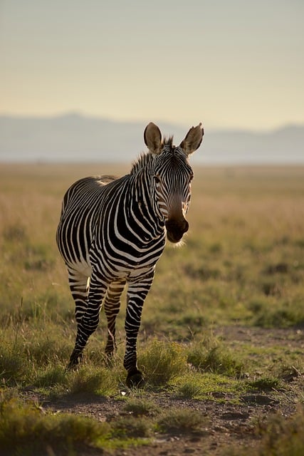 Award Math — Serengeti Safari 2026