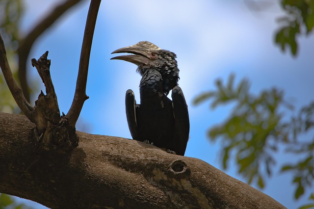 bird ornithology silver cheeked hornbill lake manyara tanzania brown animal nature savannah lake manyara lake manyara la