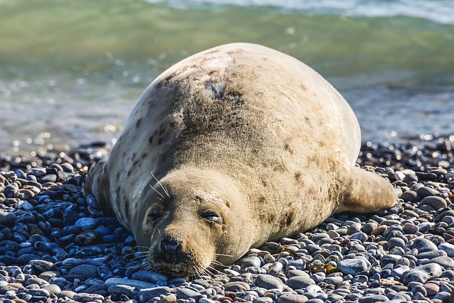 seal animal nature sleep coast
