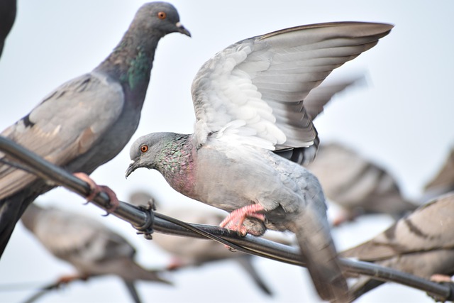 feathers pigeon wi wings nature bird