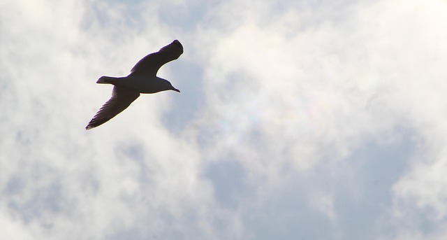 animals bird en route wings in the air sky clouds high freedom silhouette nature