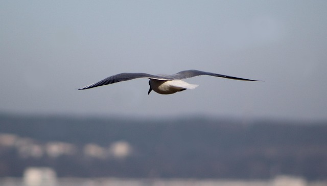 nature animals birds freedom closeup quiet en route in the air