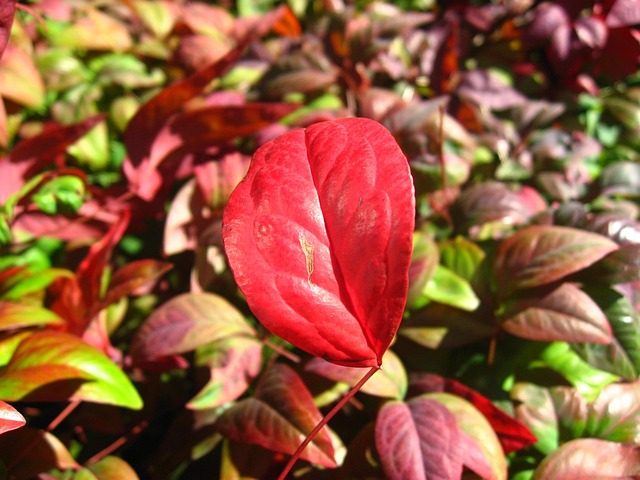 autumnal leaves nature red deep red leaf hotel urban tokyo takanawa japan