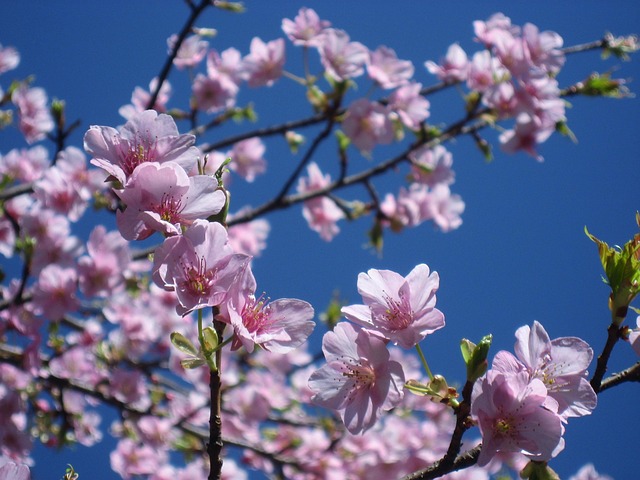 cherry blossoms flower background flowers nature beautiful flowers flower wallpaper pink branch leaf blue sky blue sprin